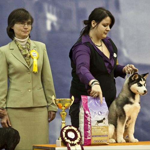 Na MVP Trenčín 2010 som vyberala najkrajšie šteniatko výstavy 