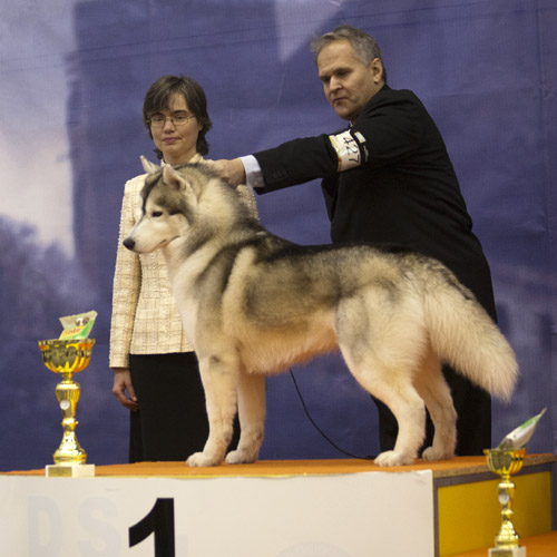 Najkrajší z čestnej triedy na Wintershow Trenčín 2012