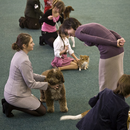 Pri posudzovaní juniorhandlingu, Wintershow 2012